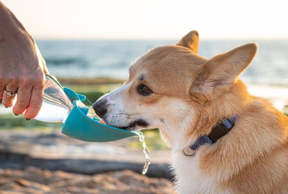 Owner giving fresh water to dog at a Lincolnshire beach