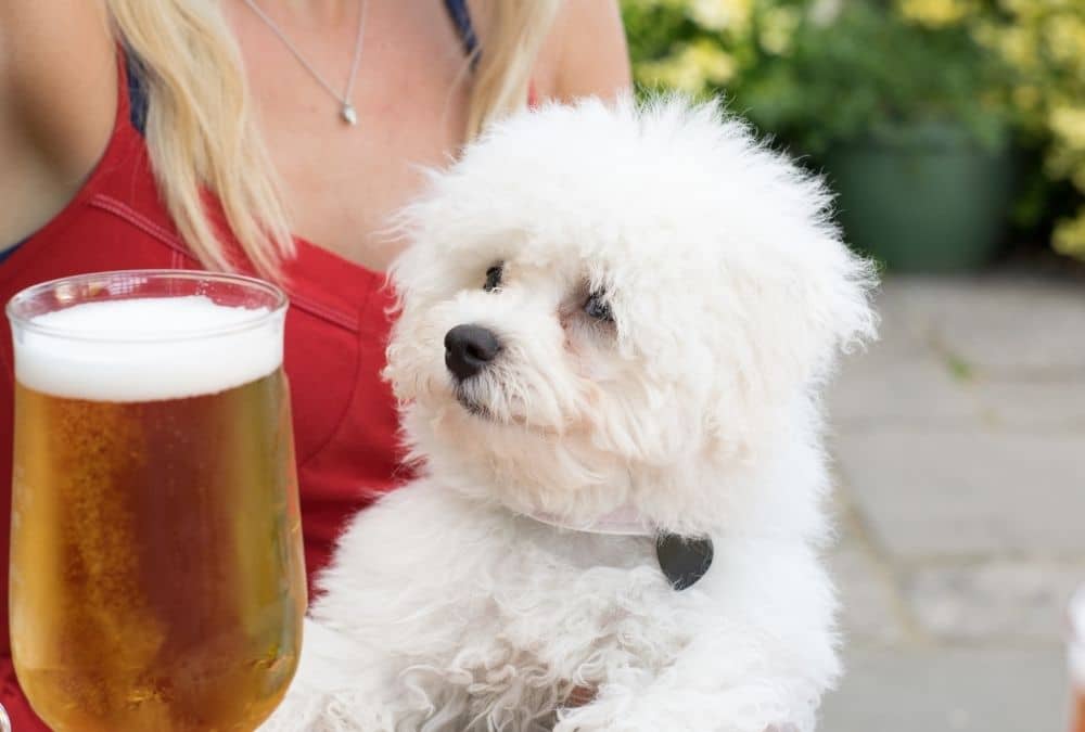 Dog relaxing in a dog friendly pub near Lincolnshire beaches
