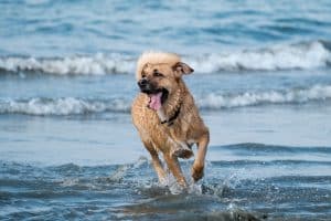 dog-freindly beaches in Lincolnshire