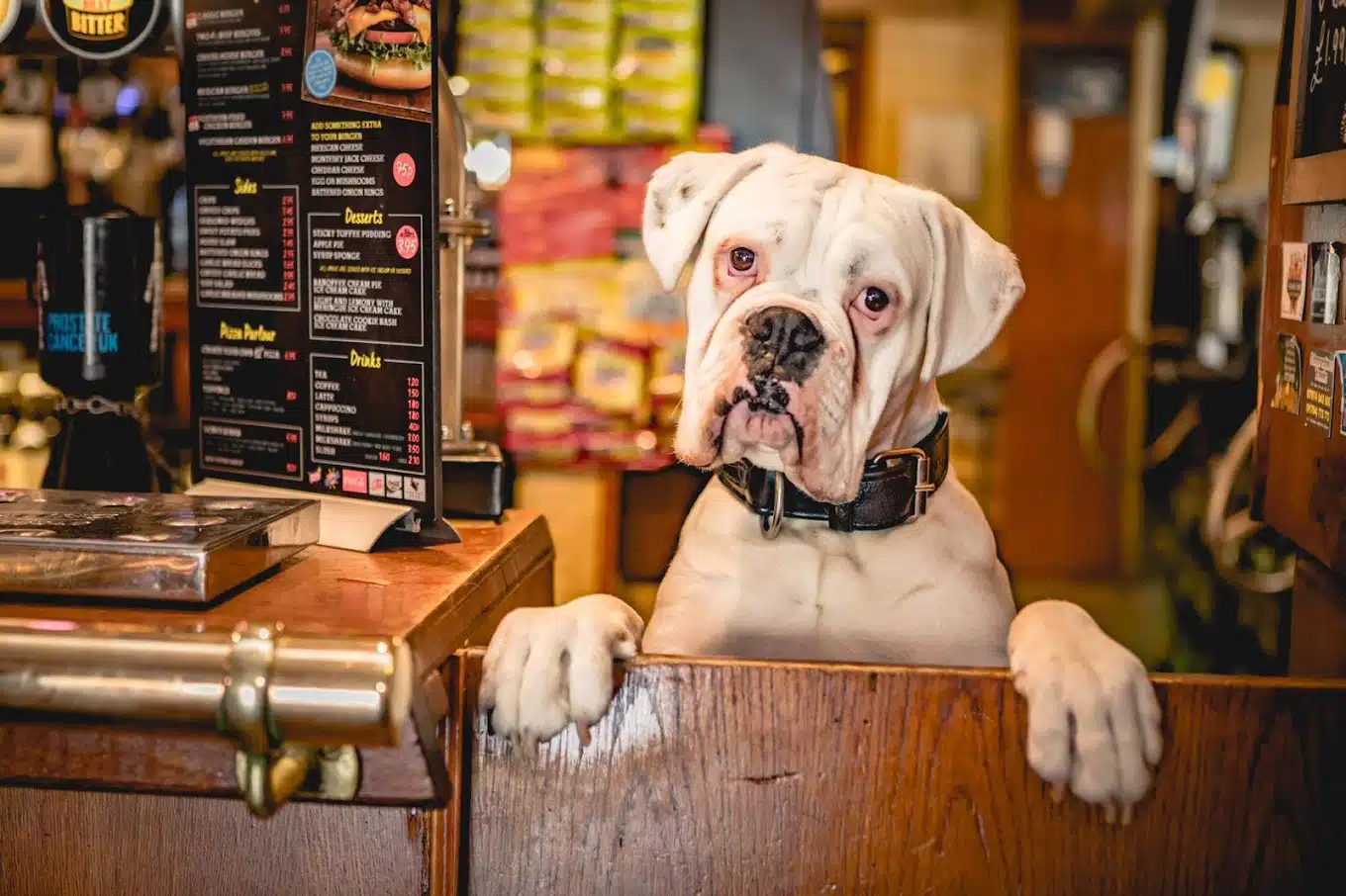 Dog peaking over a bar at one of the best dog friendly pubs in Skegness