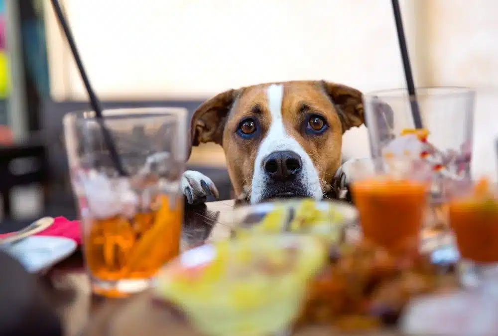 Dog peering over a table at a dog friendly pub in Skegness