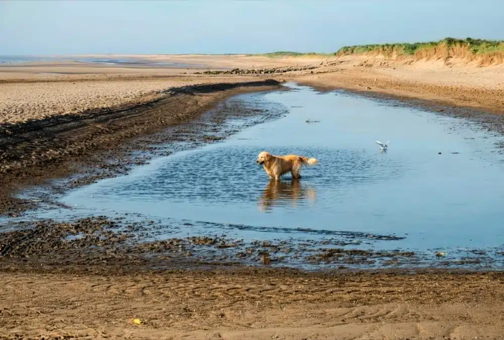 Golden retriever paddling on the beach near dog friendly pubs in Skegness