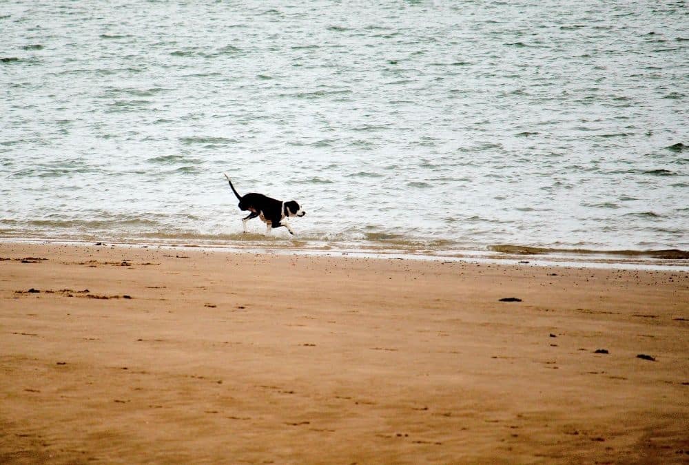 Dog running along the water's edge on the beach near Skegness
