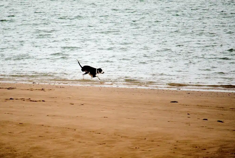 Dog running along the water's edge on the beach near Skegness