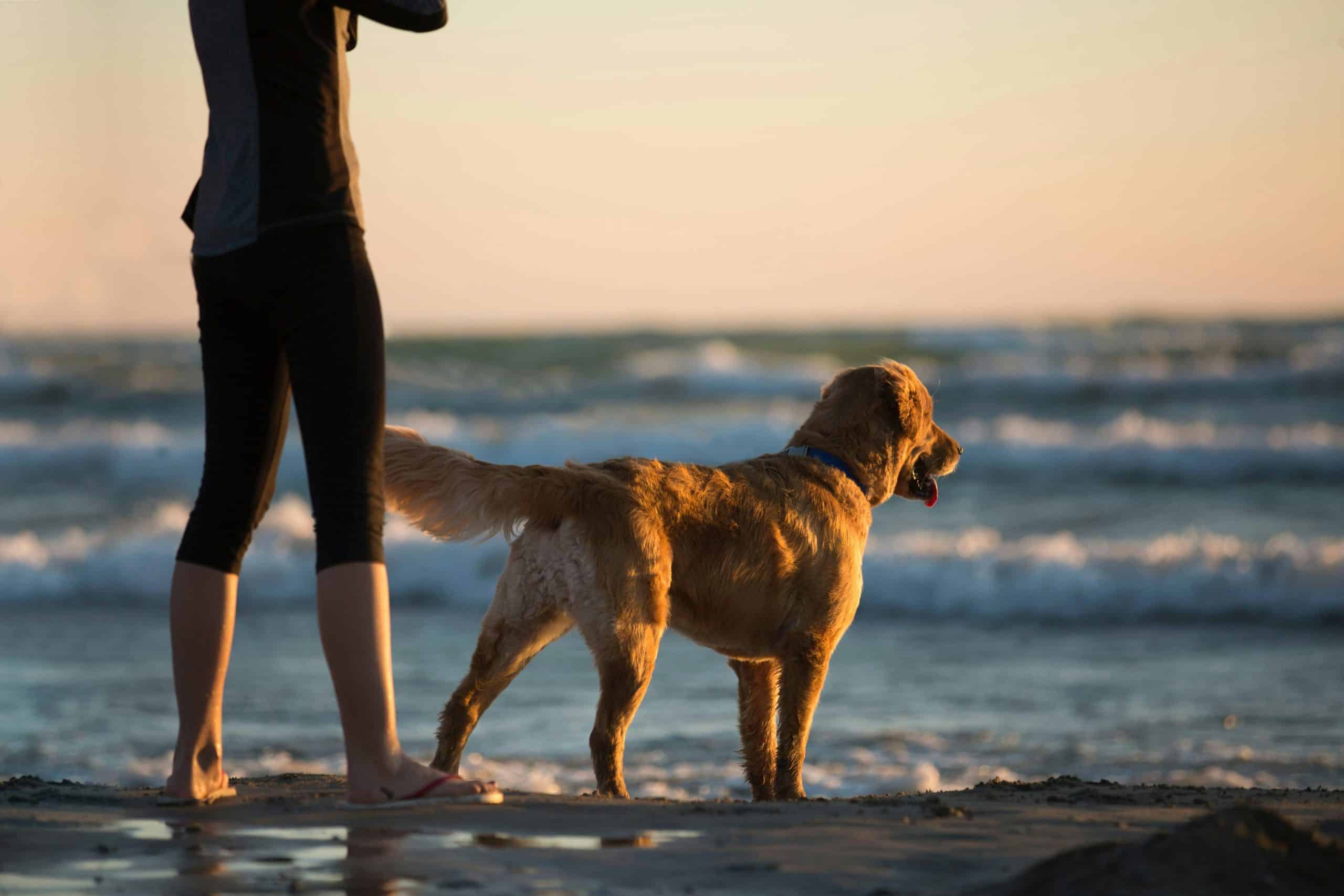 Dog-friendly Cafes in Skegness