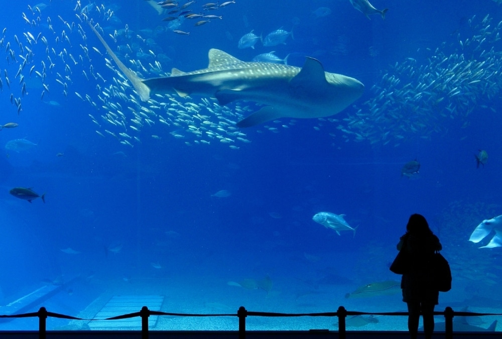 Visitor watching a shark swim past at Skegness Aquarium, one of the best indoor activities in Skegness