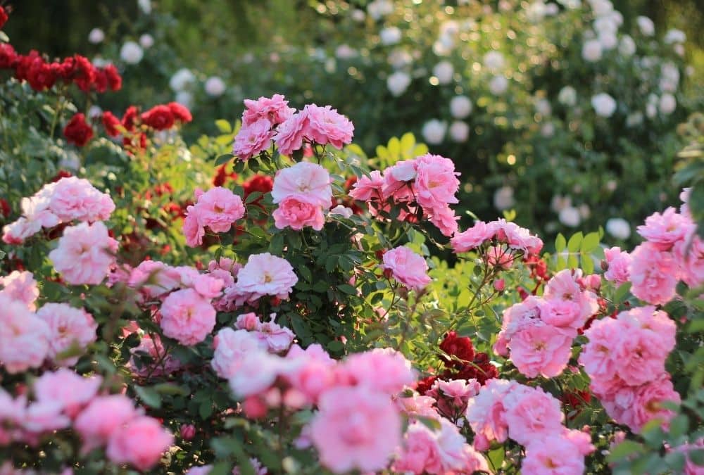 Blooming gardens at Gunby Estate near Kingfisher Caravan Park Ingoldmels, one of the best heritage places near Skegness
