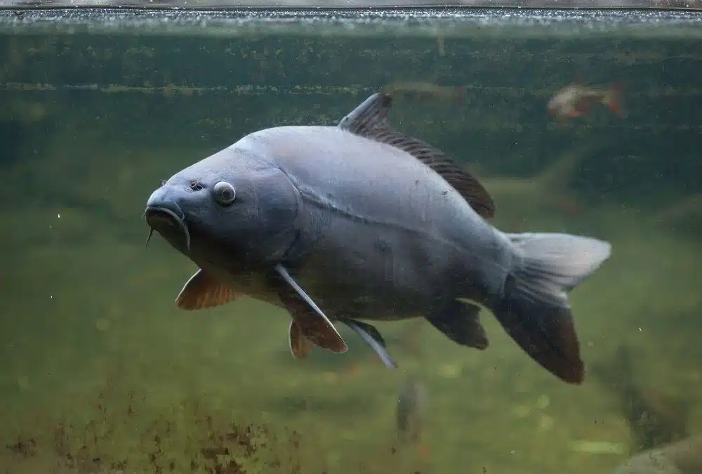 Large carp swimming underwater in a freshwater fishing lake near Skegness.