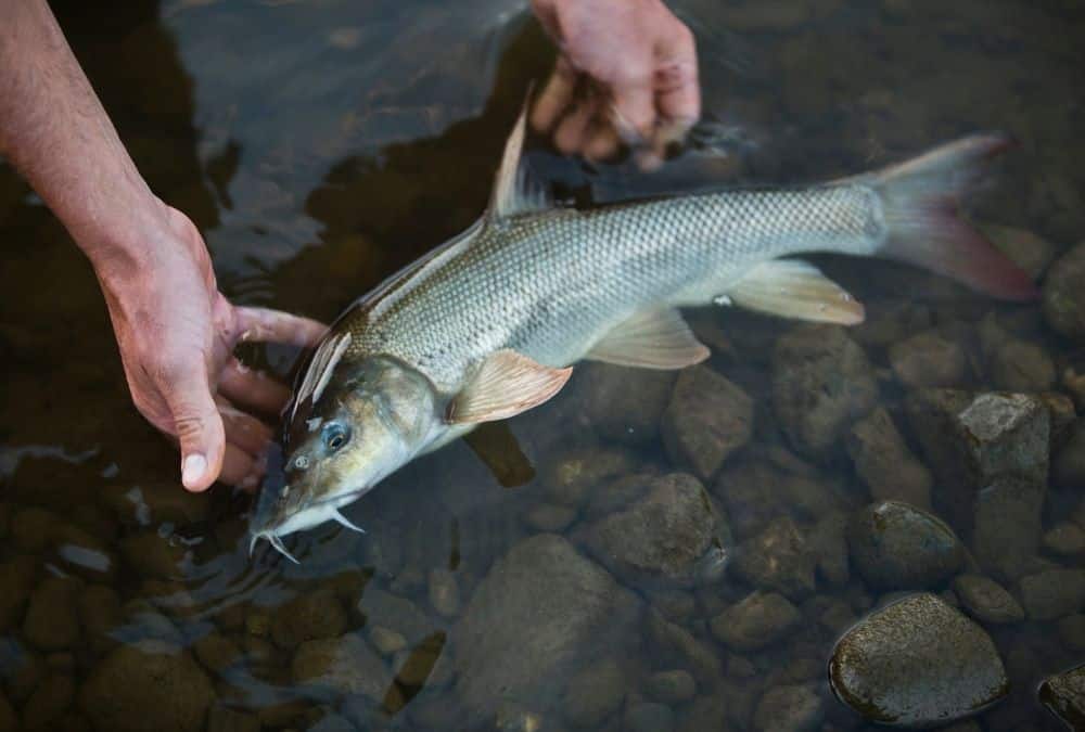 Angler carefully releasing a freshwater fish into a fishing lake near Skegness.