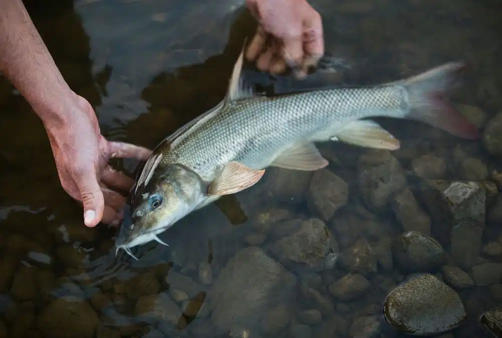 Angler carefully releasing a freshwater fish into a fishing lake near Skegness.