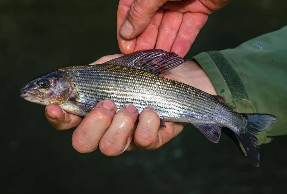 Angler holding a freshly caught freshwater fish from a fishing lake near Skegness.