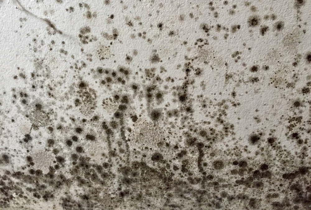 Black mould caused by damp inside a static caravan wall, highlighting the need for regular inspections.