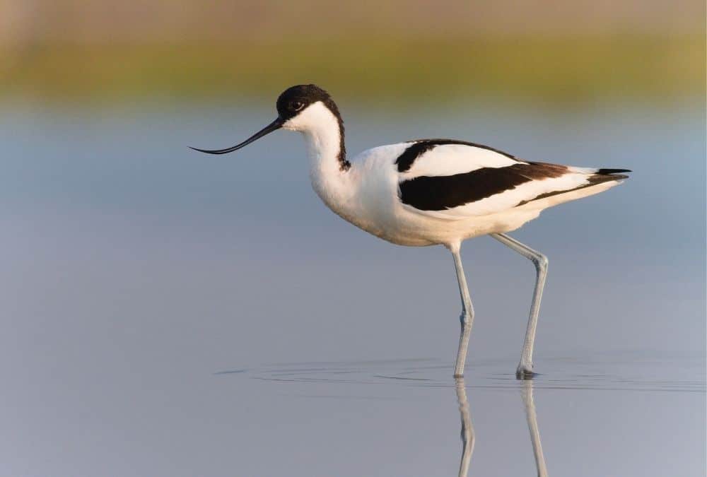 Black-winged stilt wading in shallow water, displaying black-and-white plumage and long gray legs.