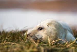 Grey seal laying down on grass at Donna Nook Nature Reserve