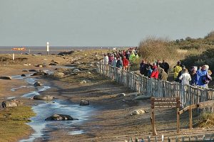 Visitors watching grey seals from the fenced viewing path at Donna Nook Nature Reserve