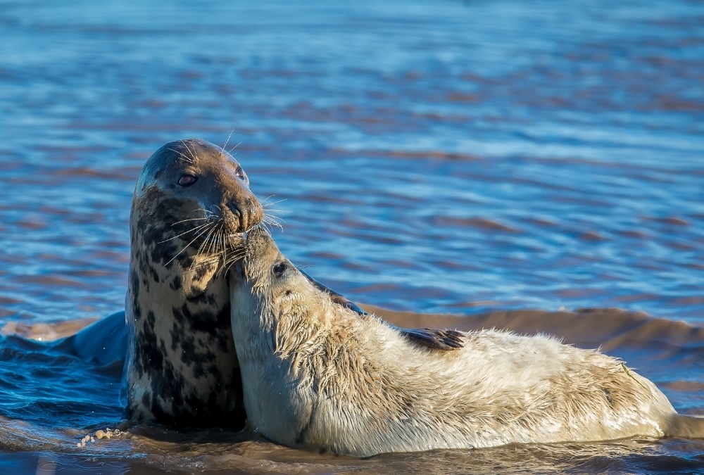 Two grey seals nuzzling together in shallow water at Donna Nook, Lincolnshire