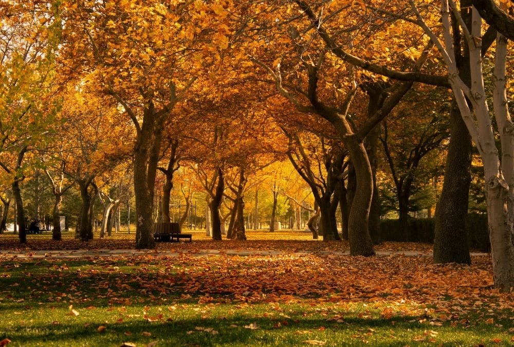 Autumn park scene with orange leaves on trees and fallen leaves on the ground along a sunlit path and benches nearby.