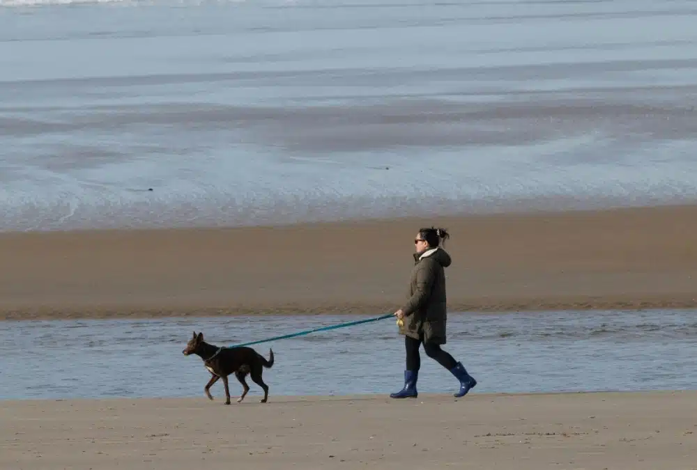 Dog walker enjoying the wide, uncrowded sand at Huttoft Beach, Lincolnshire