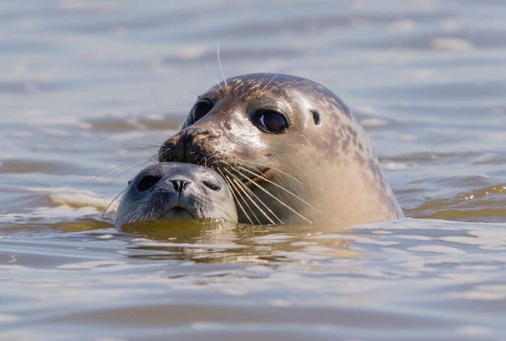 Seal eating fish during feeding time at Natureland Seal Sanctuary Skegness
