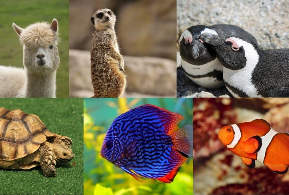 Animals at Natureland Seal Sanctuary Skegness including penguins, meerkats, fish and reptiles