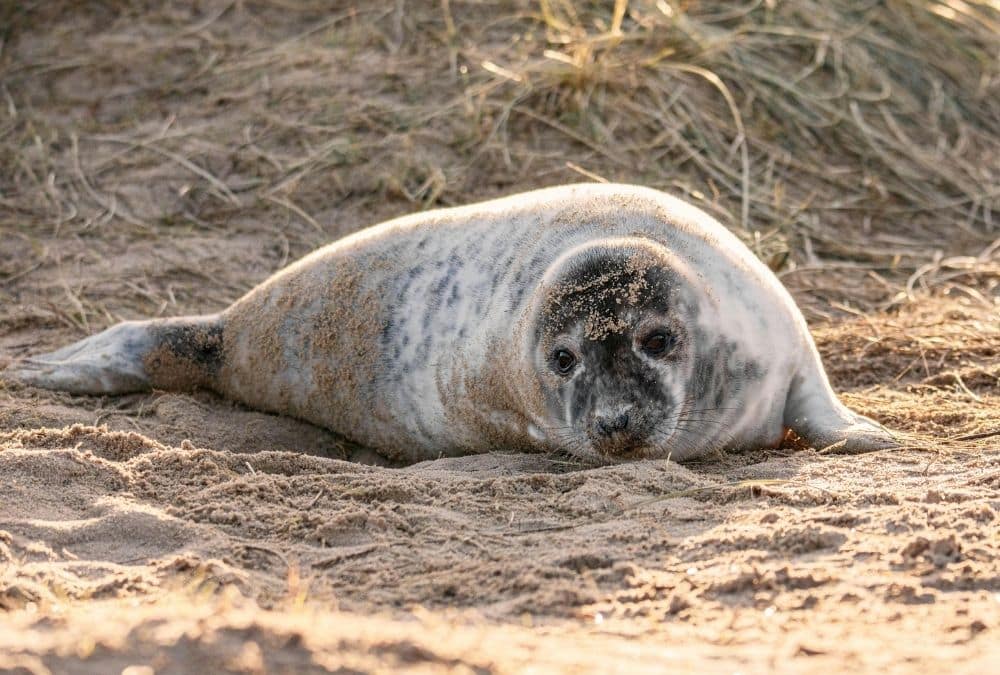 Grey seal pup on beach during rescue season near Natureland Seal Sanctuary Skegness