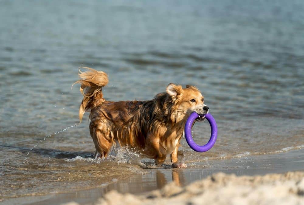 Dog playing on Skegness beach near Natureland Seal Sanctuary Skegness