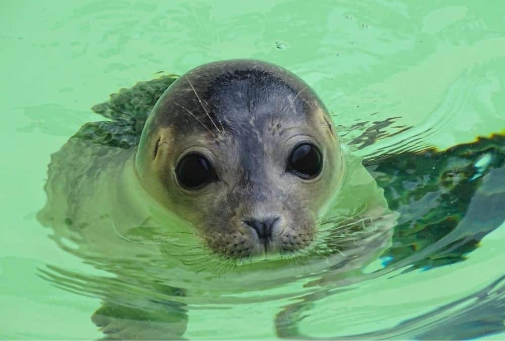 Close-up of rescued seal swimming at Natureland Seal Sanctuary Skegness