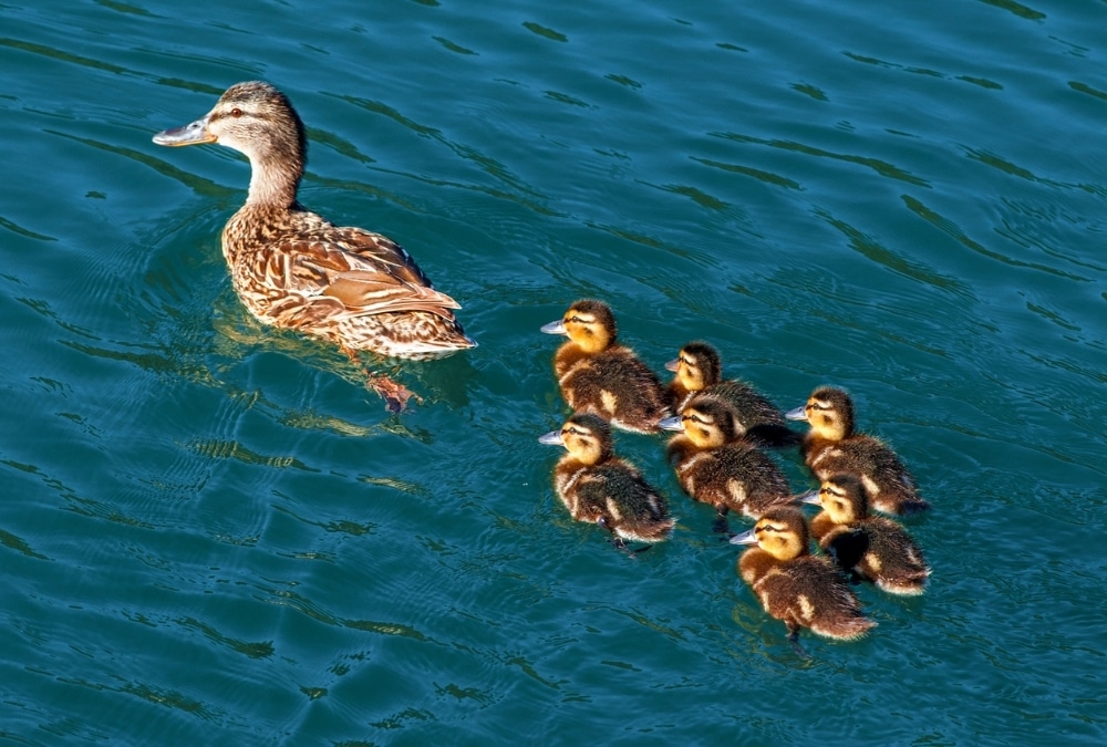 Ducks and ducklings at Skegness Boating Lake, free to visit