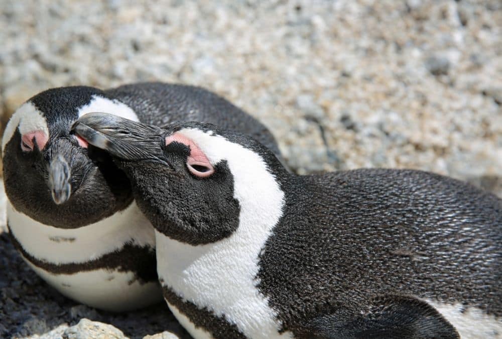 Penguins at Natureland Seal Sanctuary in Skegness, a family-friendly wildlife attraction and top thing to do in Skegness