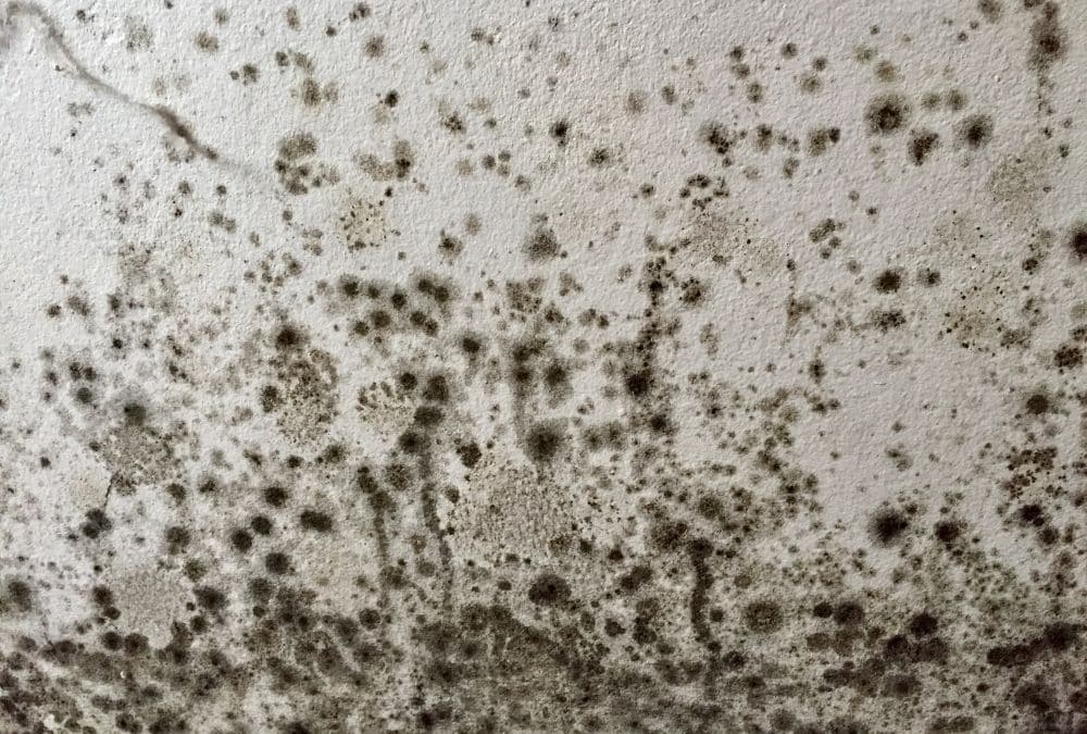 Mould and damp on a wall showing what to check when buying a pre-owned static caravan