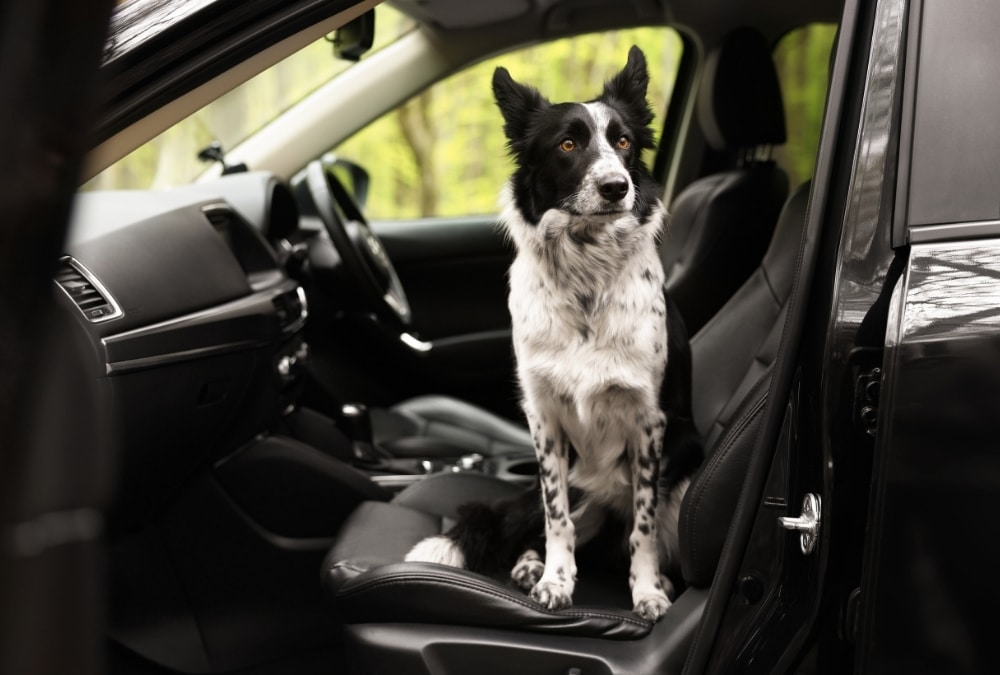 Dog travelling to a dog-friendly holiday park with items to take on a caravan holiday