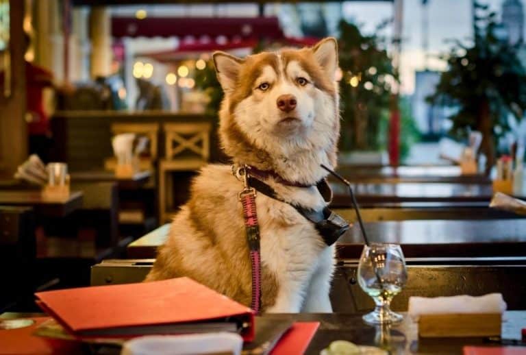 Dog sitting at a table in a dog friendly restaurant in Skegness