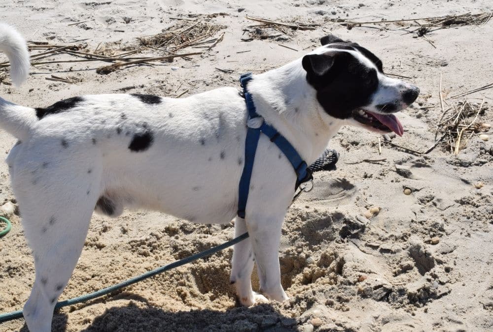 Dog on a lead exploring the sand at Skegness beach