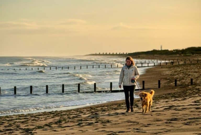 Dog on a lead walking along a UK beach at sunset