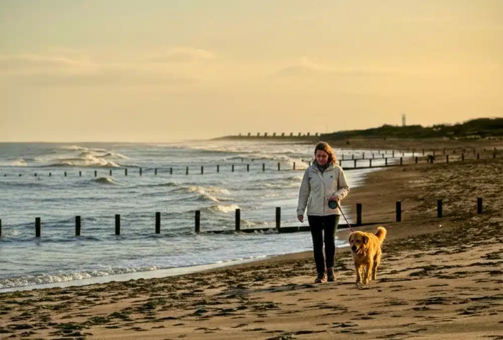 Dog on a lead walking along a UK beach at sunset