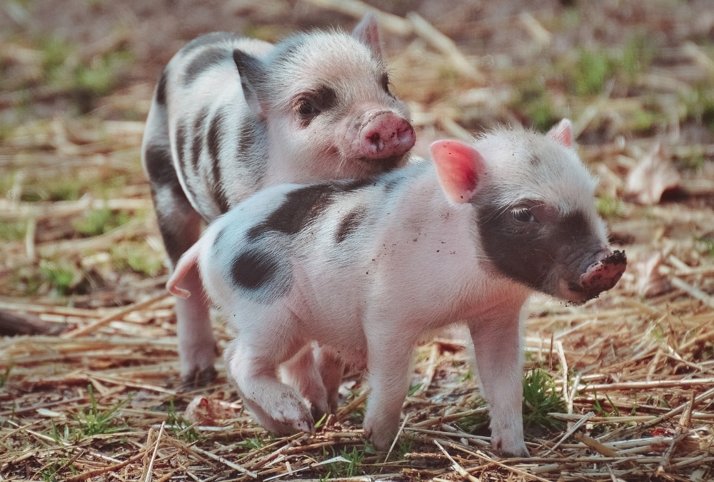 Two spotted piglets exploring a farmyard, representing family days out at Hardy's Animal Farm in Ingoldmells.