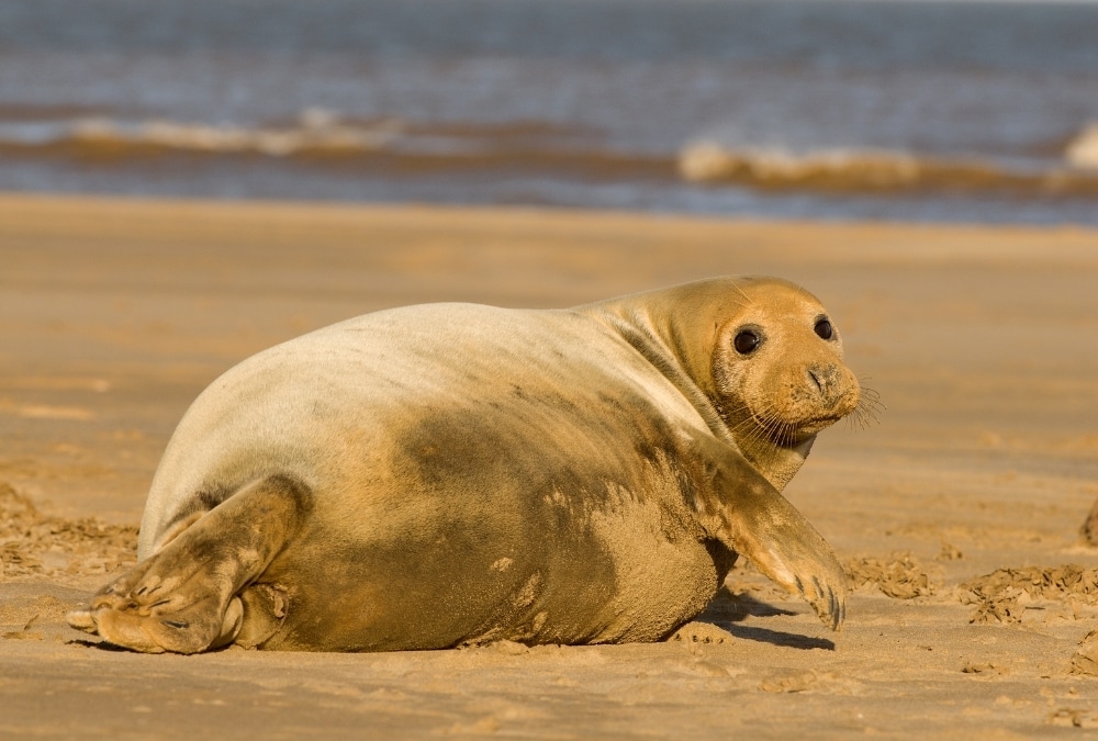 Grey seal resting on a sandy beach along the Lincolnshire coast.